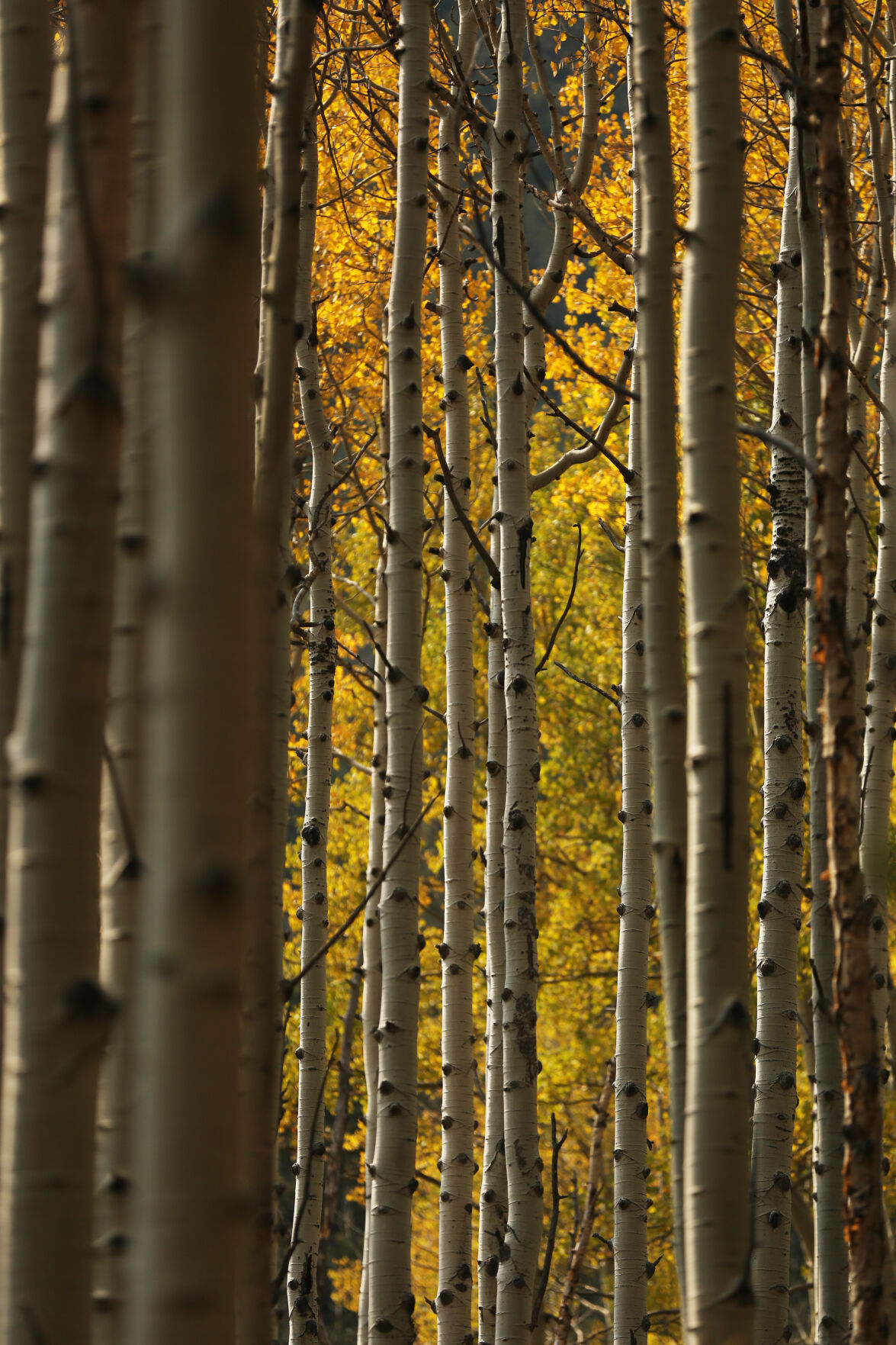 093020-news-aspens 9.JPG